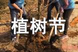 实用的植树节作文300字【优选】