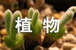 植物的作文300字【集合】