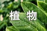 植物的作文300字10篇【通用】